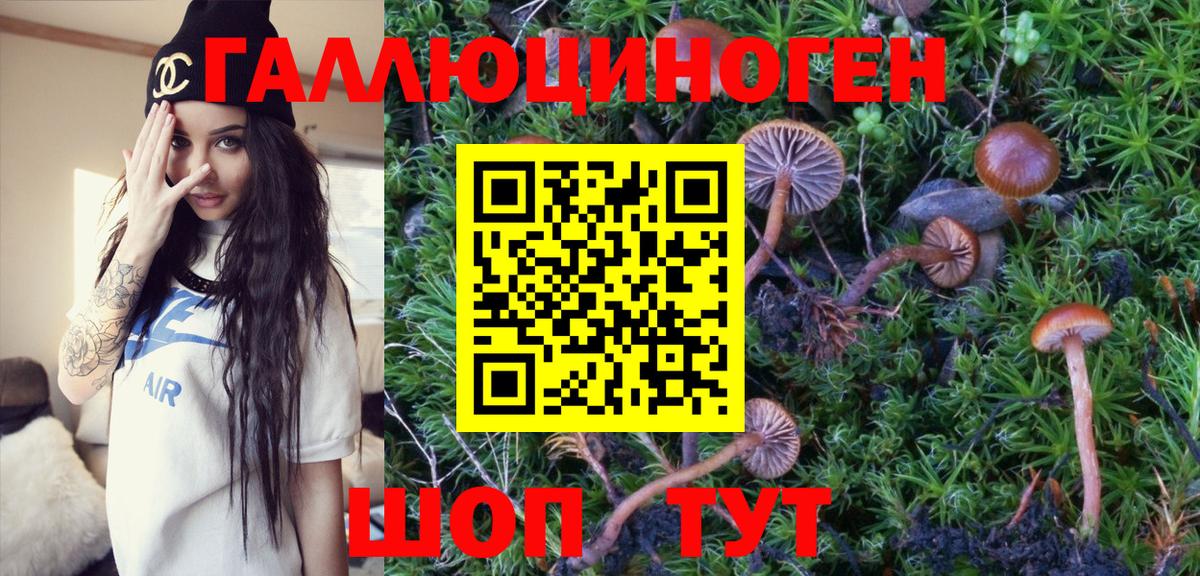 Галлюциногенные грибы Psilocybe Дальнегорск